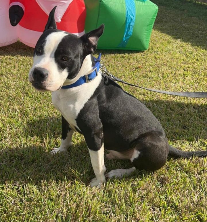 Bully boston cheap terrier mix