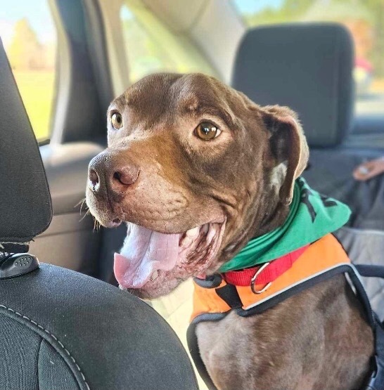 Trent, an adoptable Terrier, Labrador Retriever in Hartsville, SC, 29550 | Photo Image 1