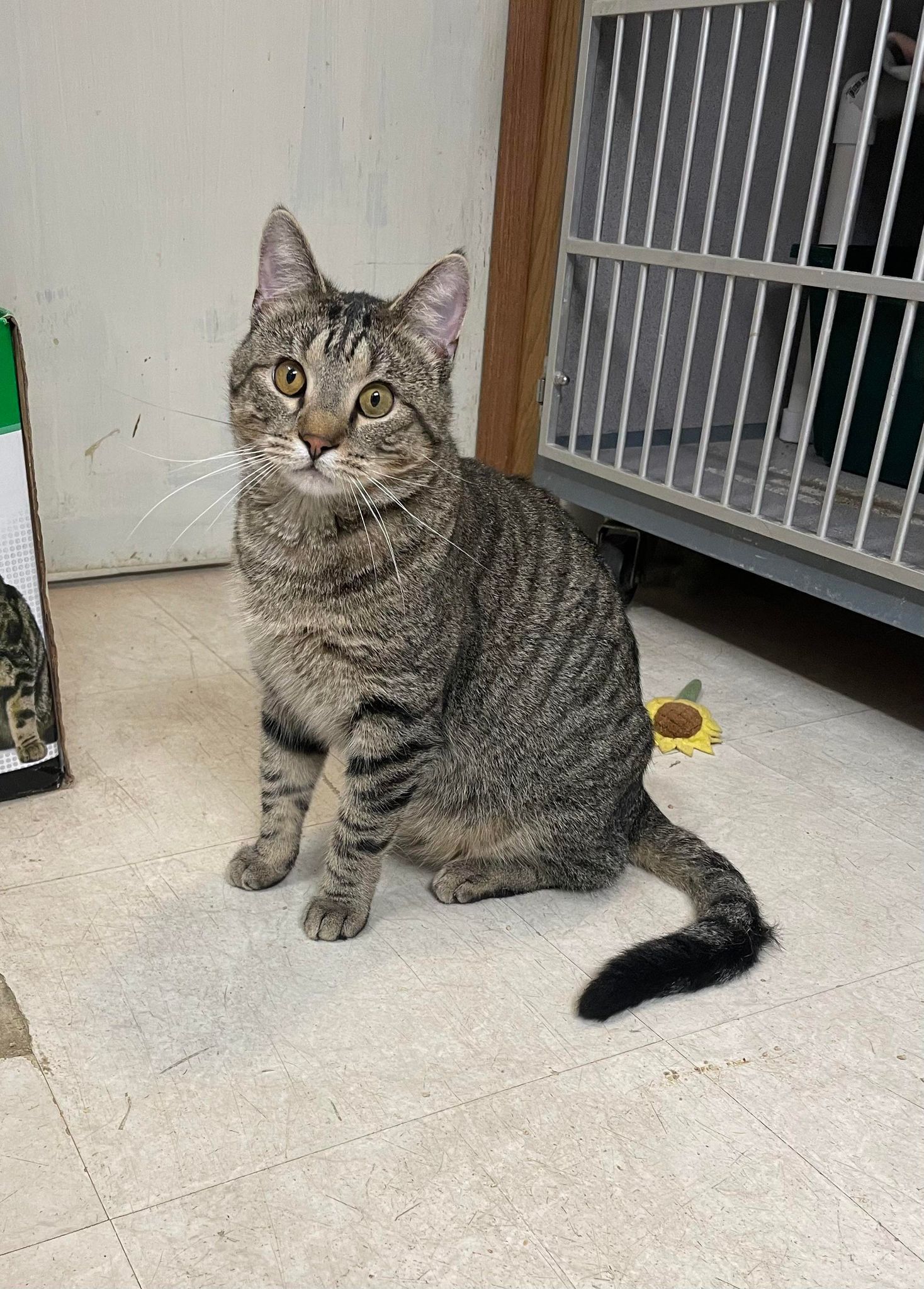 William, an adoptable Tabby in Cedar Rapids, IA, 52405 | Photo Image 1