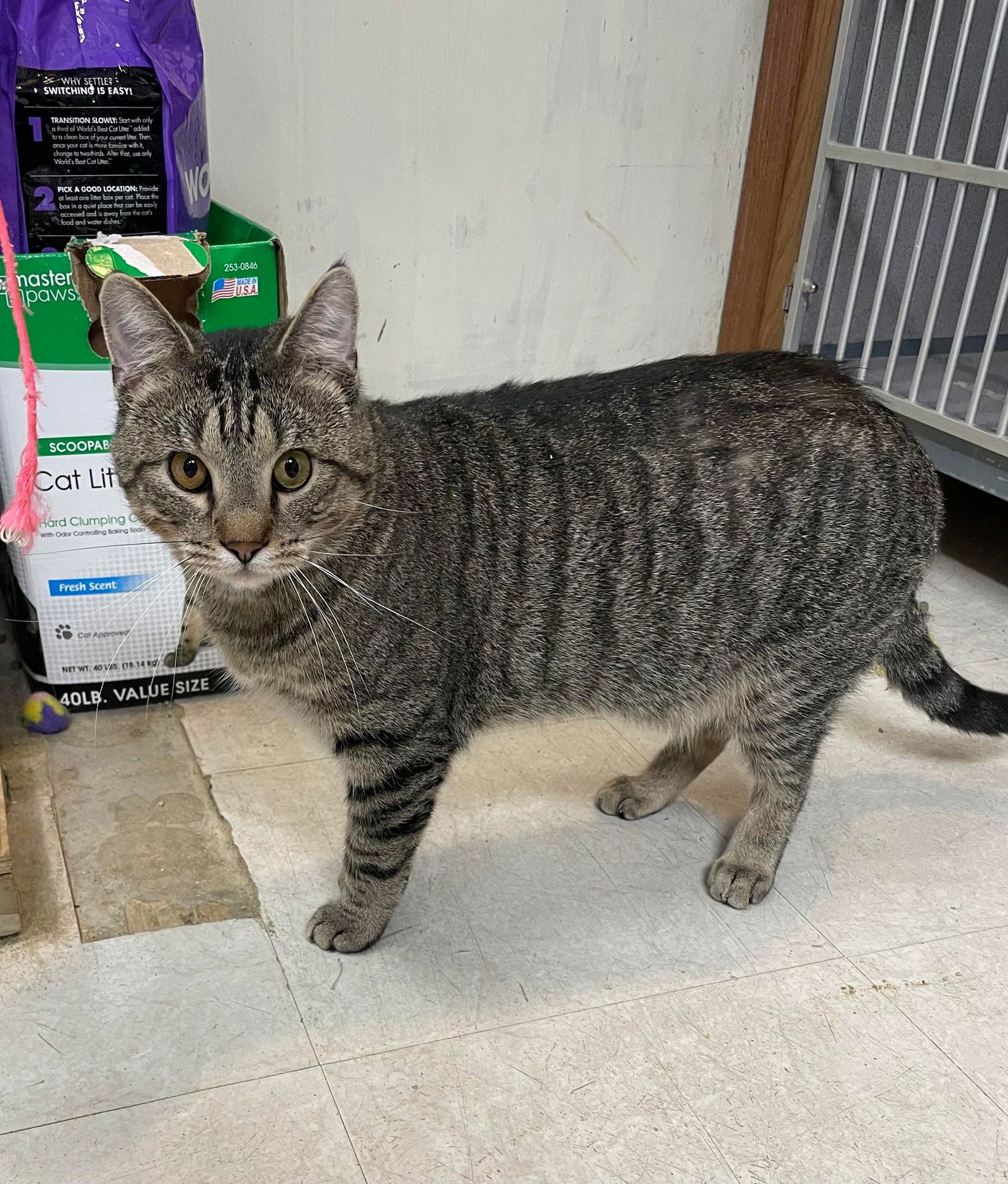 William, an adoptable Tabby in Cedar Rapids, IA, 52405 | Photo Image 2