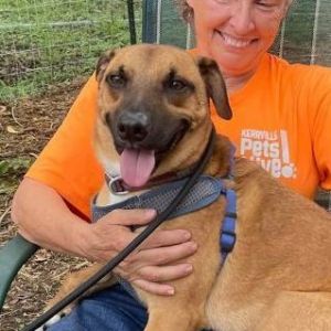 Home  Kerrville Pets Alive