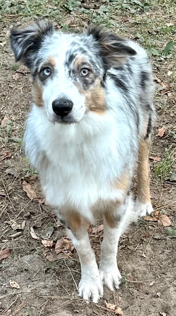 Petfinder mini australian clearance shepherd