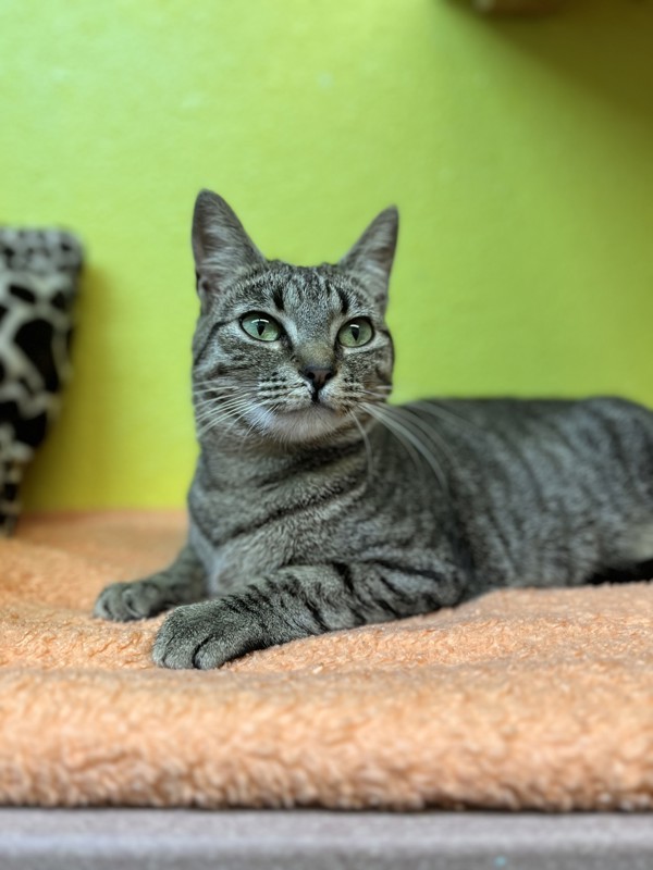 Stacy, an adoptable Domestic Short Hair in Fresno, CA, 93726 | Photo Image 1