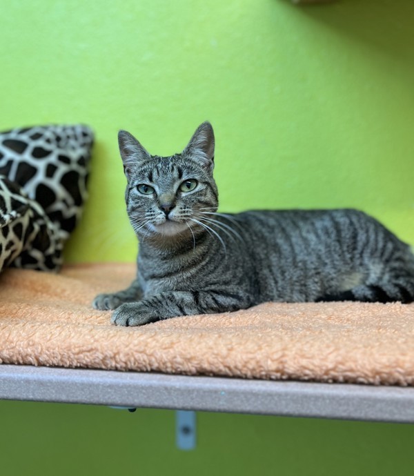 Stacy, an adoptable Domestic Short Hair in Fresno, CA, 93726 | Photo Image 2