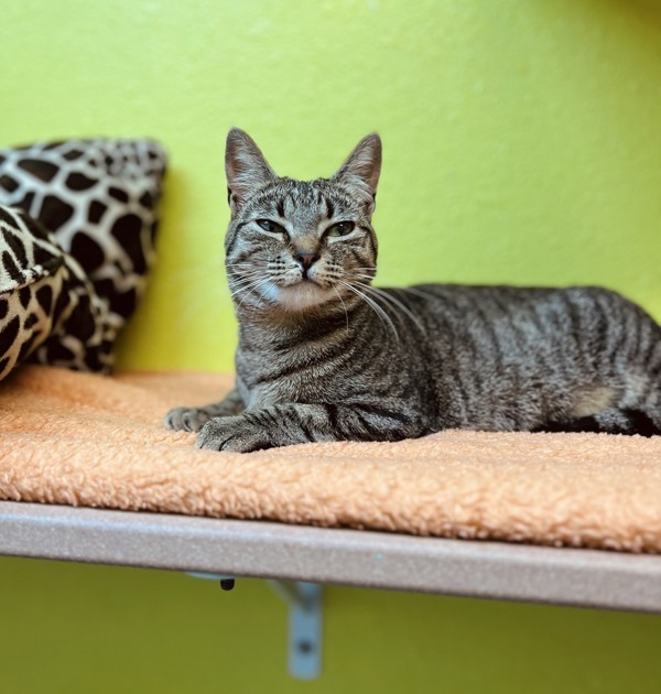 Stacy, an adoptable Domestic Short Hair in Fresno, CA, 93726 | Photo Image 3