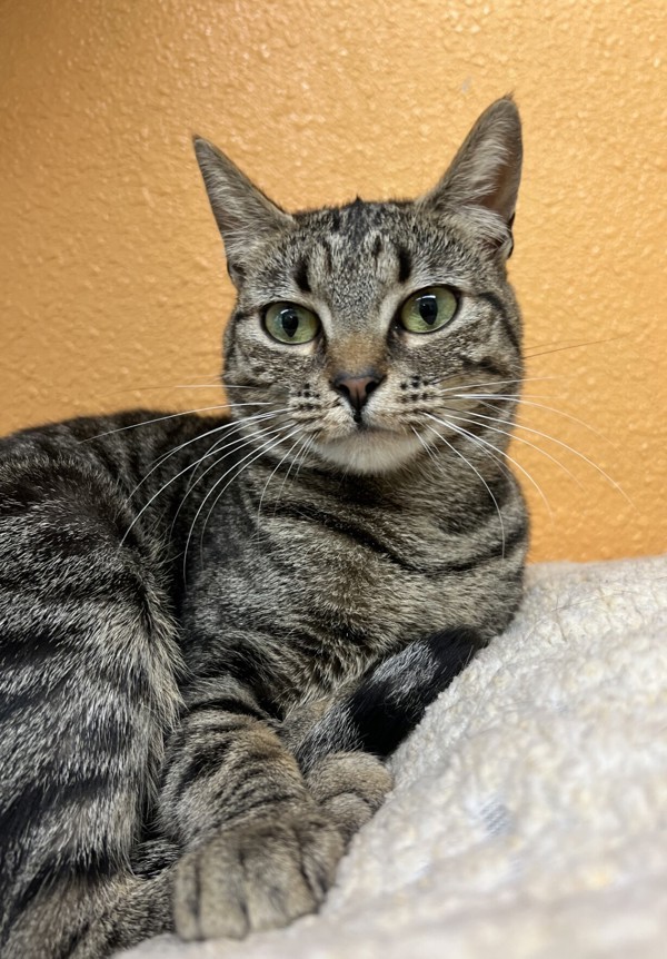 Stacy, an adoptable Domestic Short Hair in Fresno, CA, 93726 | Photo Image 4