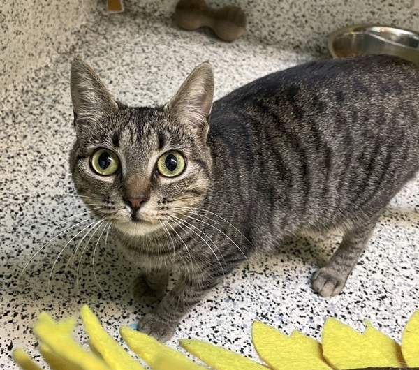 Stacy, an adoptable Domestic Short Hair in Fresno, CA, 93726 | Photo Image 5