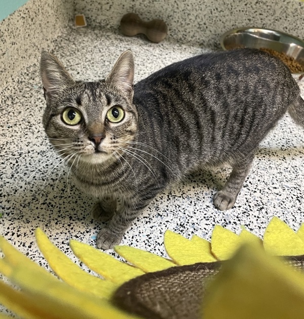 Stacy, an adoptable Domestic Short Hair in Fresno, CA, 93726 | Photo Image 6