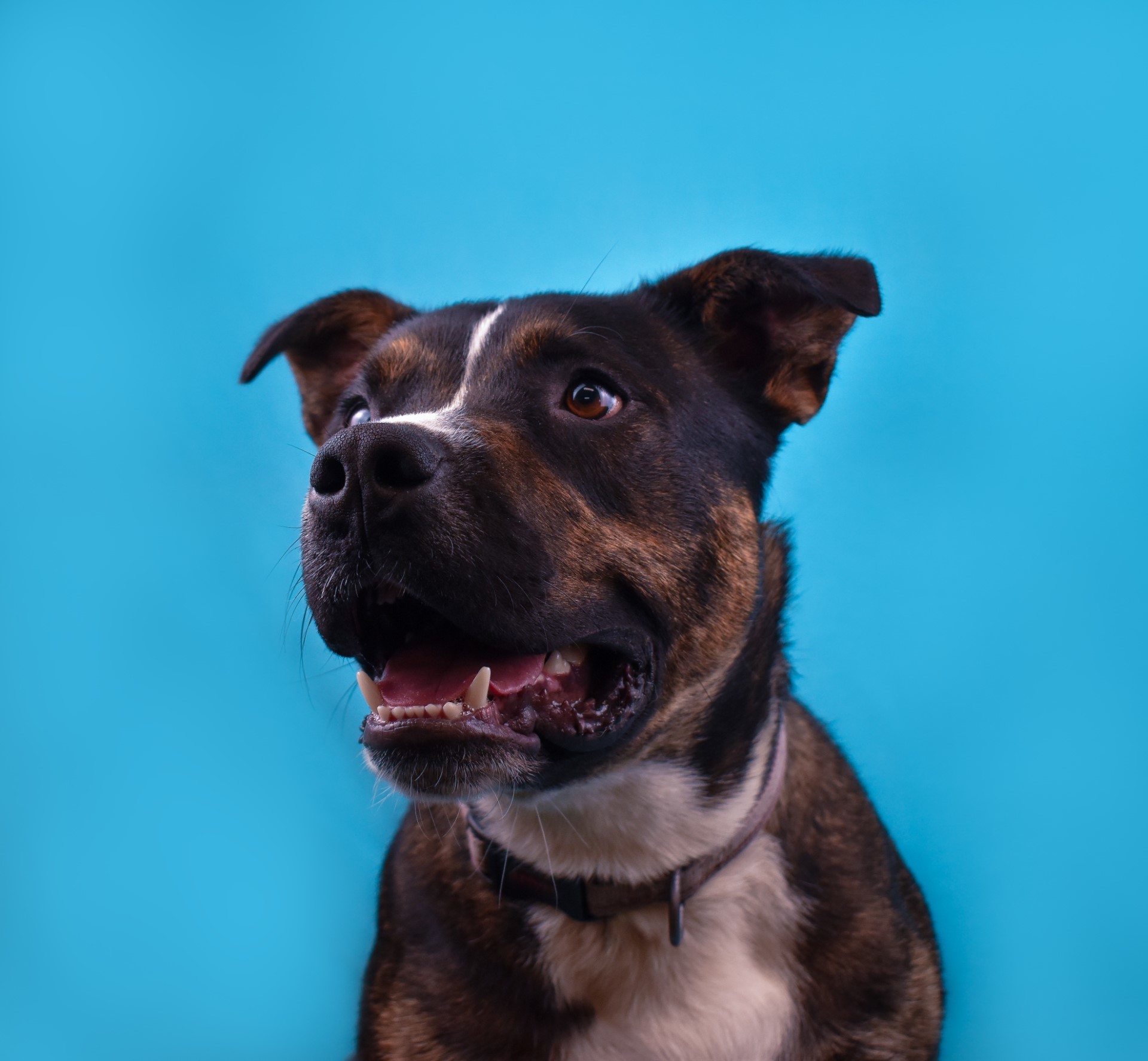 Diesel, an adoptable Mixed Breed in The Dalles, OR, 97058 | Photo Image 3