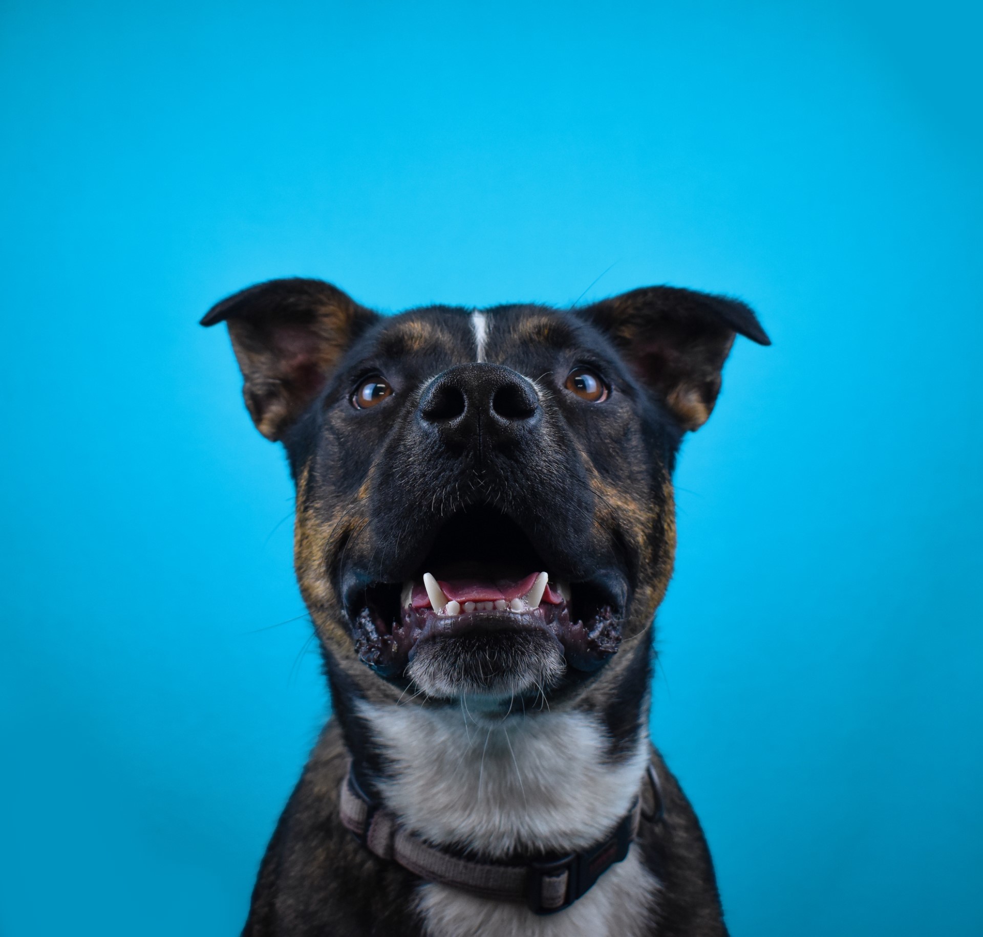Diesel, an adoptable Mixed Breed in The Dalles, OR, 97058 | Photo Image 1