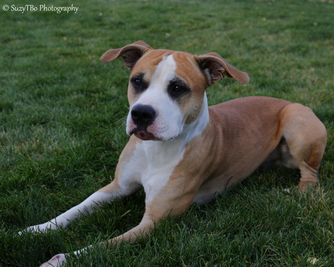 Kilo, an adoptable American Staffordshire Terrier in Montrose, CO, 81401 | Photo Image 1