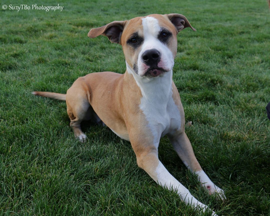 Kilo, an adoptable American Staffordshire Terrier in Montrose, CO, 81401 | Photo Image 3
