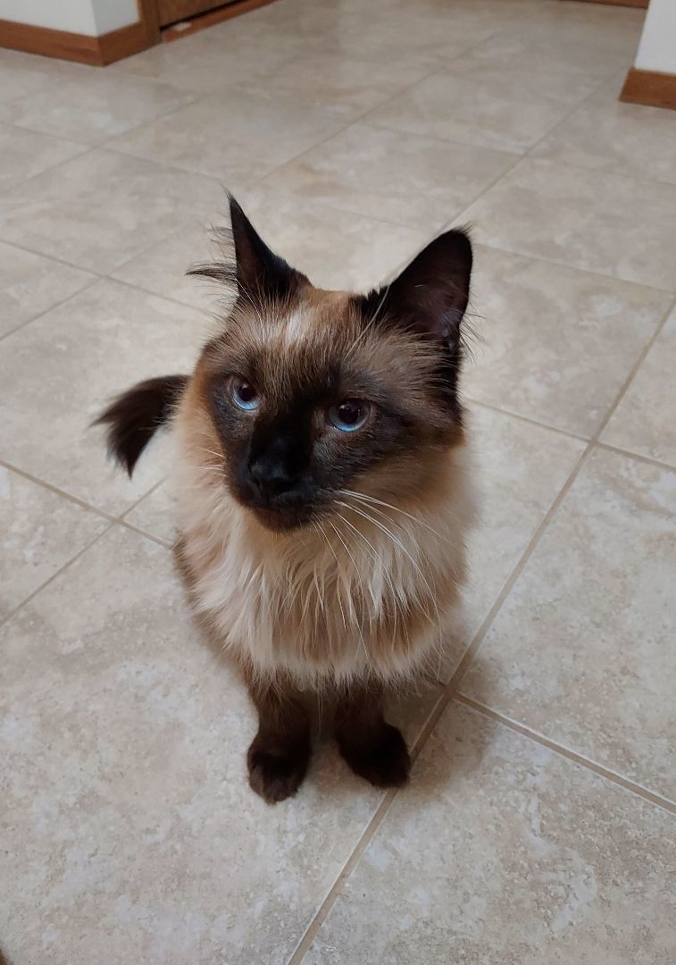 Ying, an adoptable Siamese, Ragdoll in Fargo, ND, 58104 | Photo Image 2