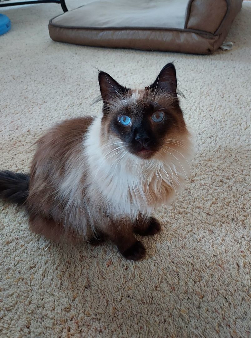 Ying, an adoptable Siamese, Ragdoll in Fargo, ND, 58104 | Photo Image 3