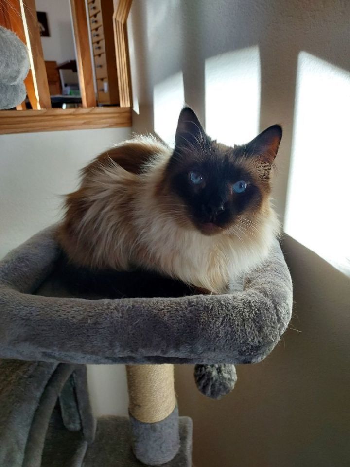 Petfinder ragdoll sales