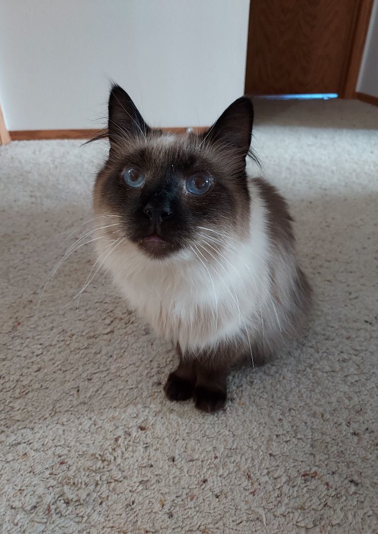 Ying, an adoptable Siamese, Ragdoll in Fargo, ND, 58104 | Photo Image 5