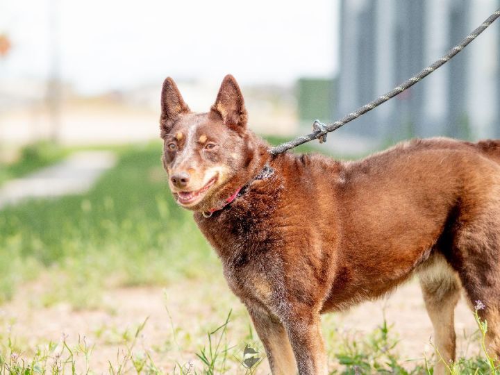 Lily, an adoptable Cattle Dog & Australian Kelpie Mix in Silt, CO_image-2