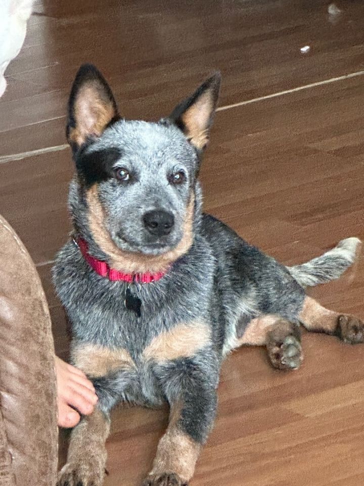 Trooper, an adopted Australian Cattle Dog / Blue Heeler in Rush, KY_image-1