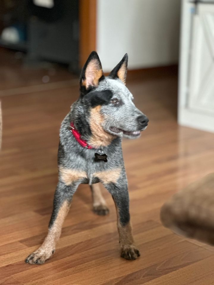Trooper, an adopted Australian Cattle Dog / Blue Heeler in Rush, KY_image-4
