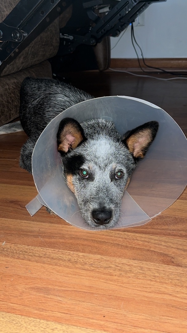 Trooper, an adopted Australian Cattle Dog / Blue Heeler in Rush, KY_image-5