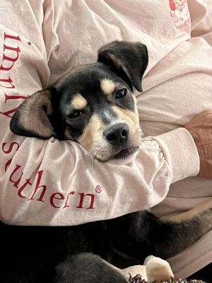Oliver (GA) Terrier Dog