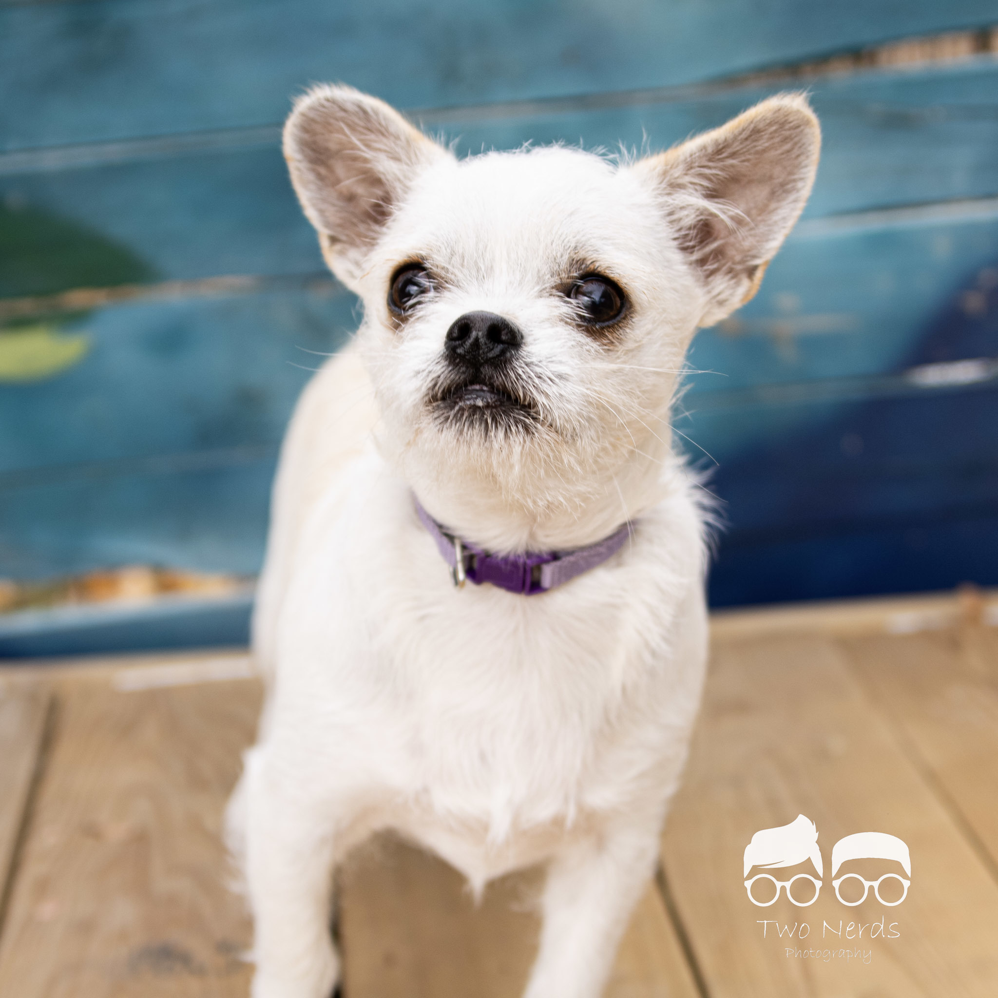 Dusty, an adoptable Chihuahua, Shih Tzu in Columbia, MO, 65201 | Photo Image 2