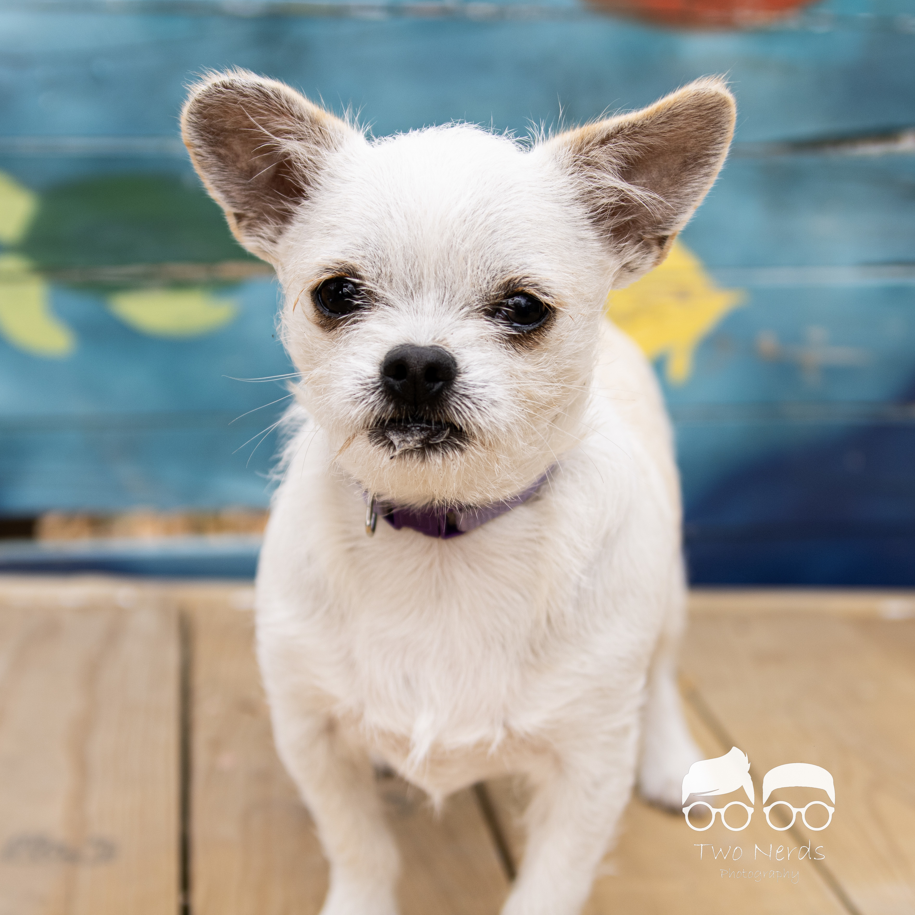 Dusty, an adoptable Chihuahua, Shih Tzu in Columbia, MO, 65201 | Photo Image 3