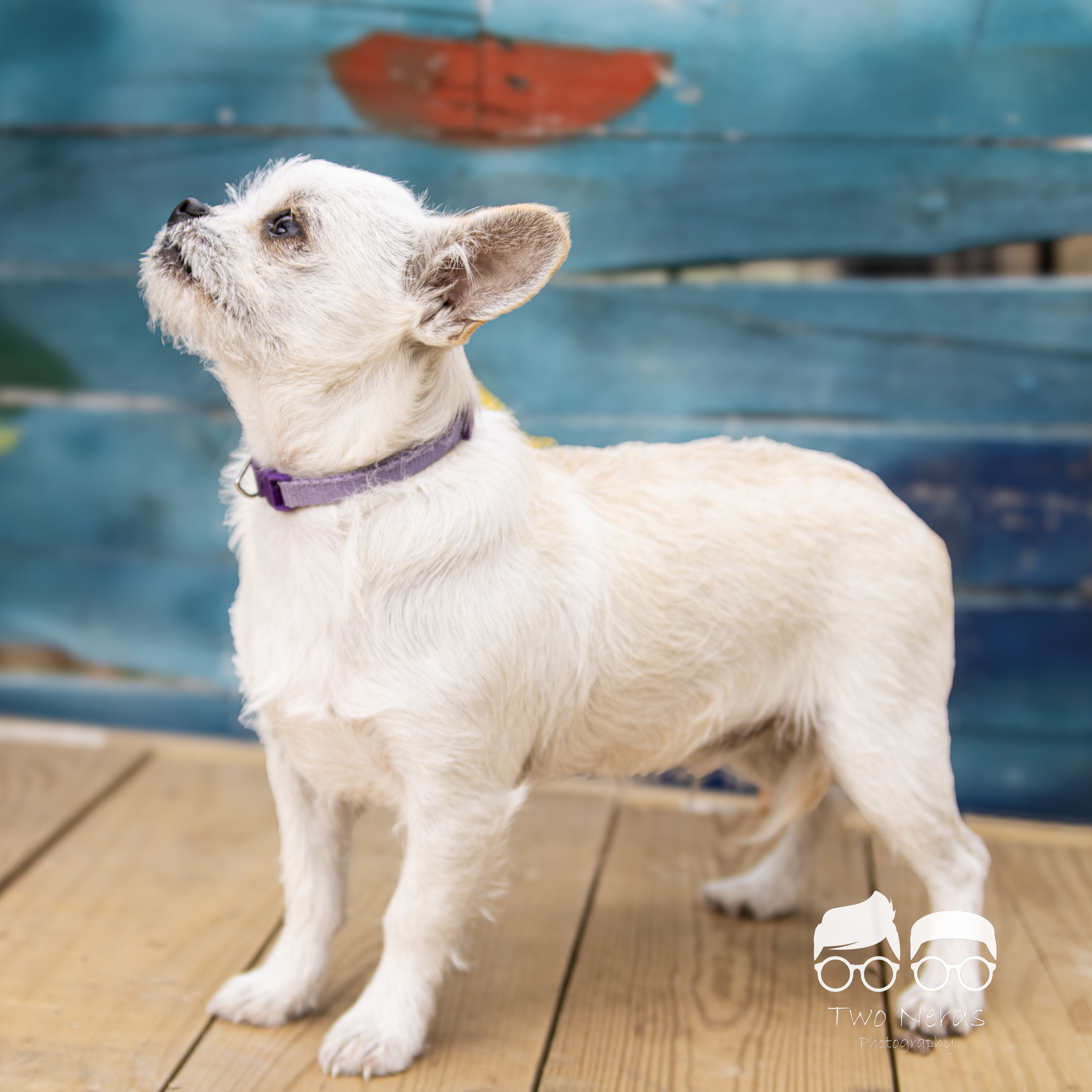 Dusty, an adoptable Chihuahua, Shih Tzu in Columbia, MO, 65201 | Photo Image 4