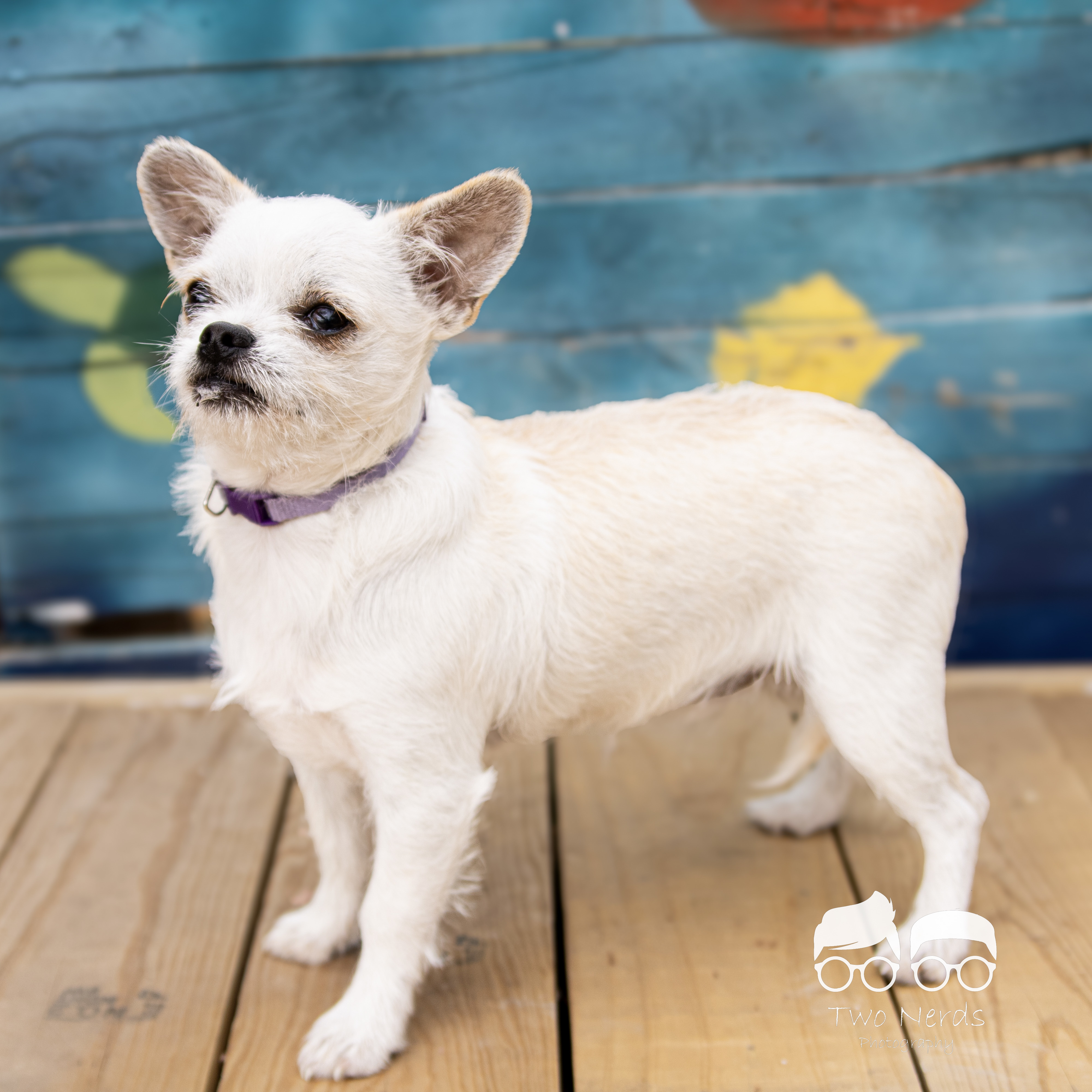 Dusty, an adoptable Chihuahua, Shih Tzu in Columbia, MO, 65201 | Photo Image 5