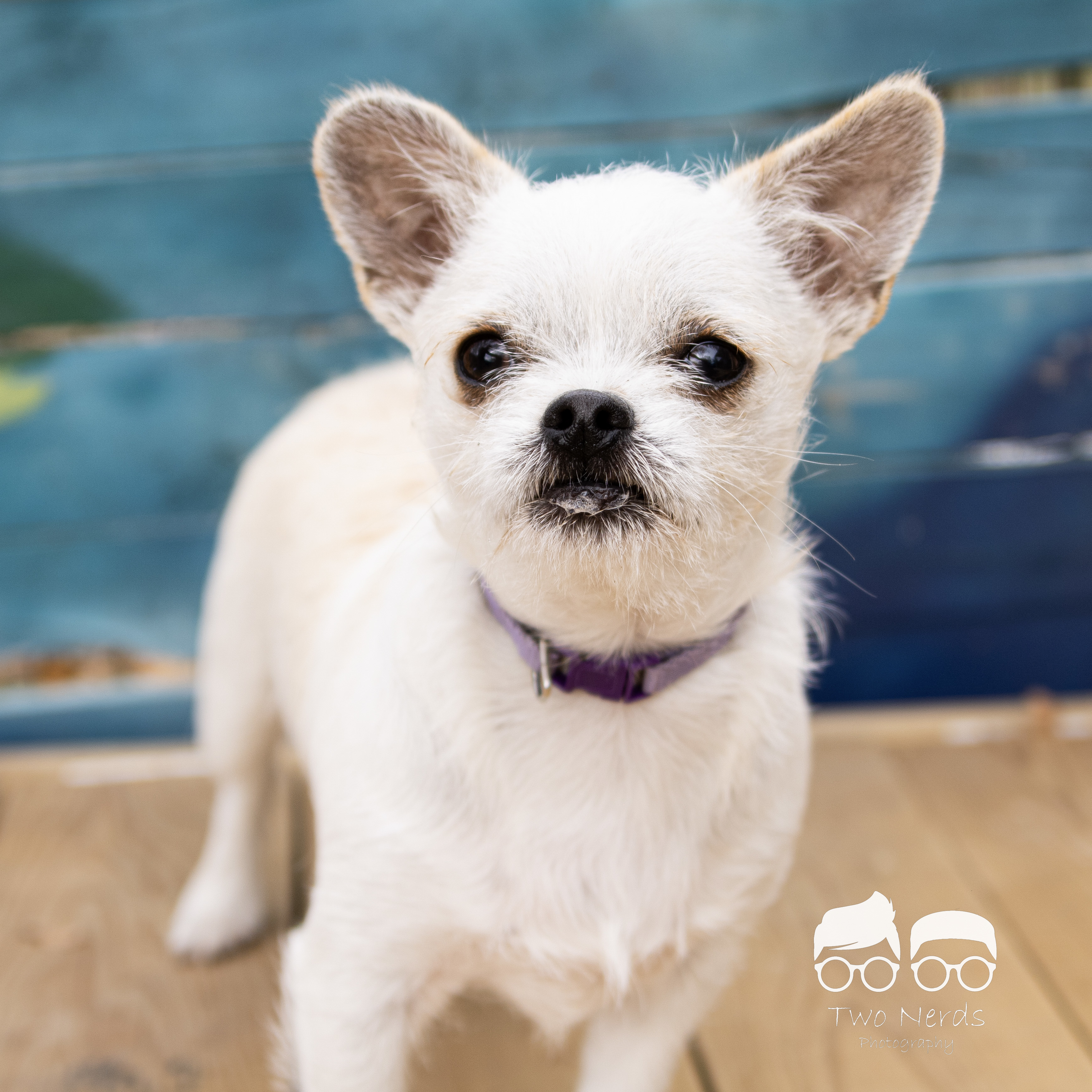 Dusty, an adoptable Chihuahua, Shih Tzu in Columbia, MO, 65201 | Photo Image 6