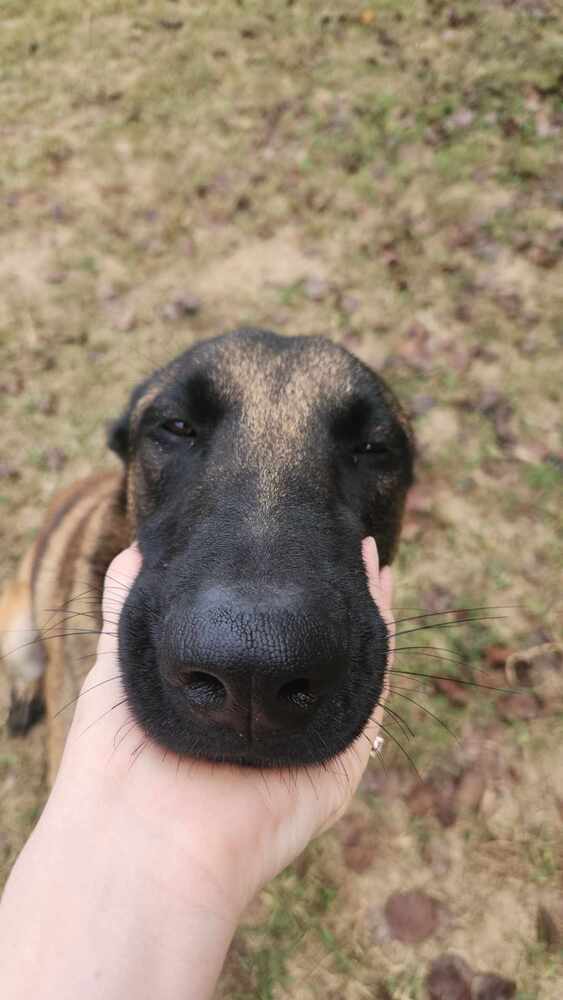 Seven - Located in Tennessee, an adoptable Belgian Shepherd / Malinois in Imlay City, MI, 48444 | Photo Image 3