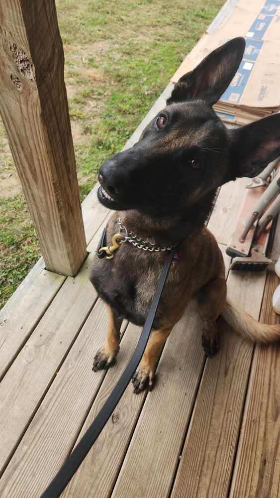 Seven - Located in Tennessee, an adoptable Belgian Shepherd / Malinois in Imlay City, MI, 48444 | Photo Image 4