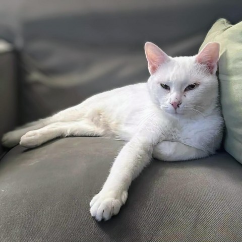 Aphrodite, an adoptable Domestic Short Hair in Rochester, MN, 55903 | Photo Image 1