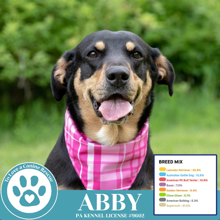 Abby (Mom to the Brindle Boos) 110423