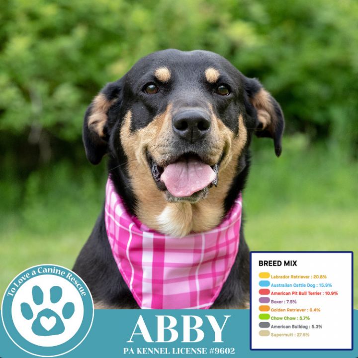 Abby (Mom to the Brindle Boos) 110423 1