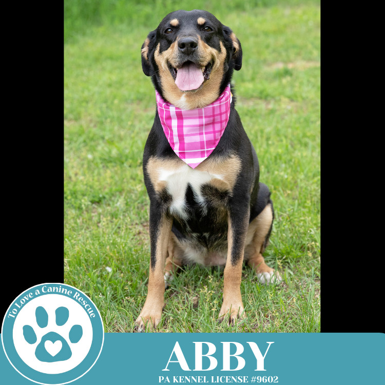 Abby (Mom to the Brindle Boos) 110423