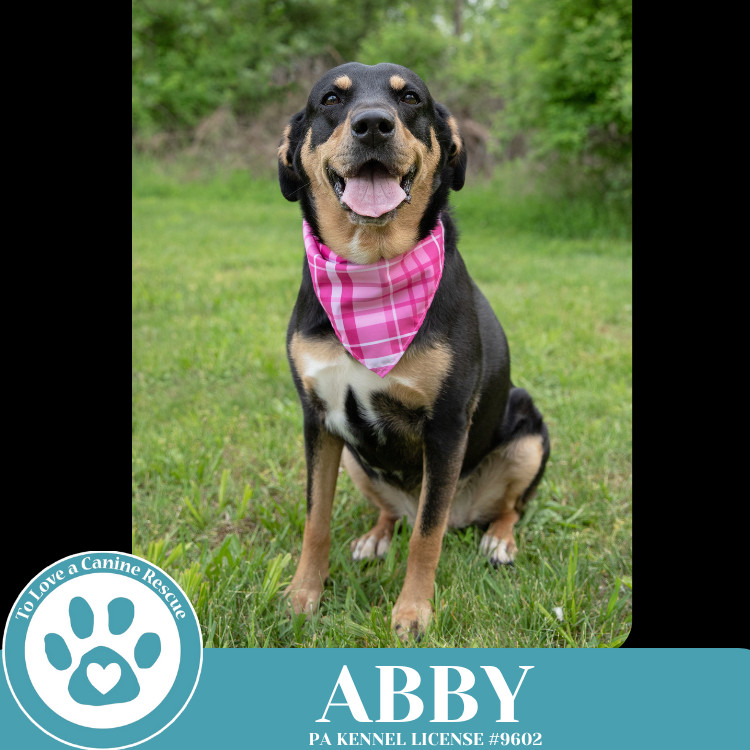 Abby (Mom to the Brindle Boos) 110423