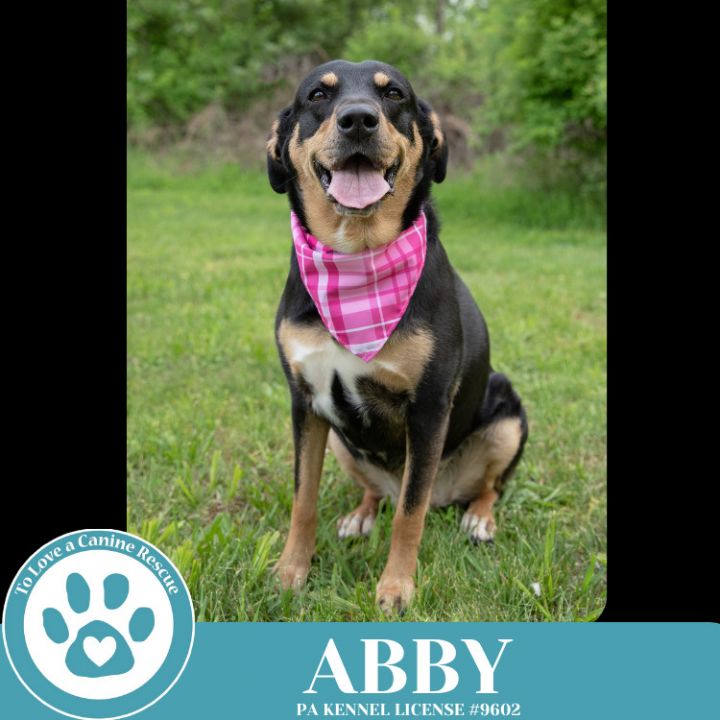 Abby (Mom to the Brindle Boos) 110423 3