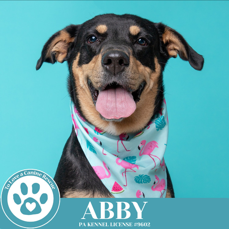 Abby (Mom to the Brindle Boos) 110423