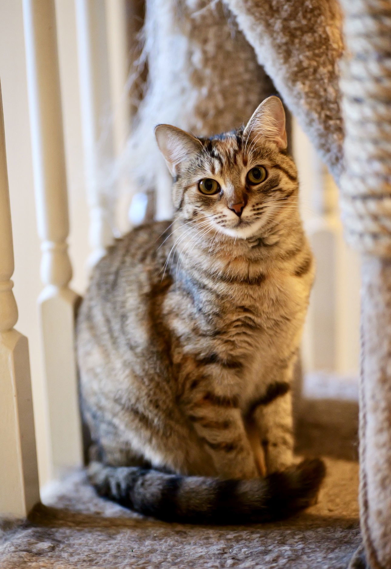 Pepita, an adoptable Domestic Short Hair in Camden, SC, 29021 | Photo Image 1