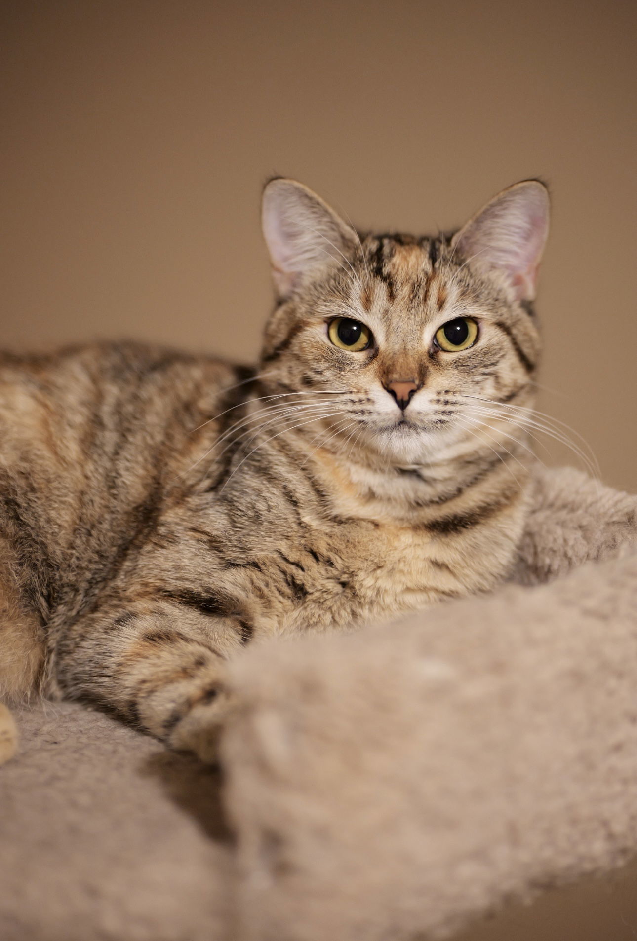 Pepita, an adoptable Domestic Short Hair in Camden, SC, 29021 | Photo Image 2