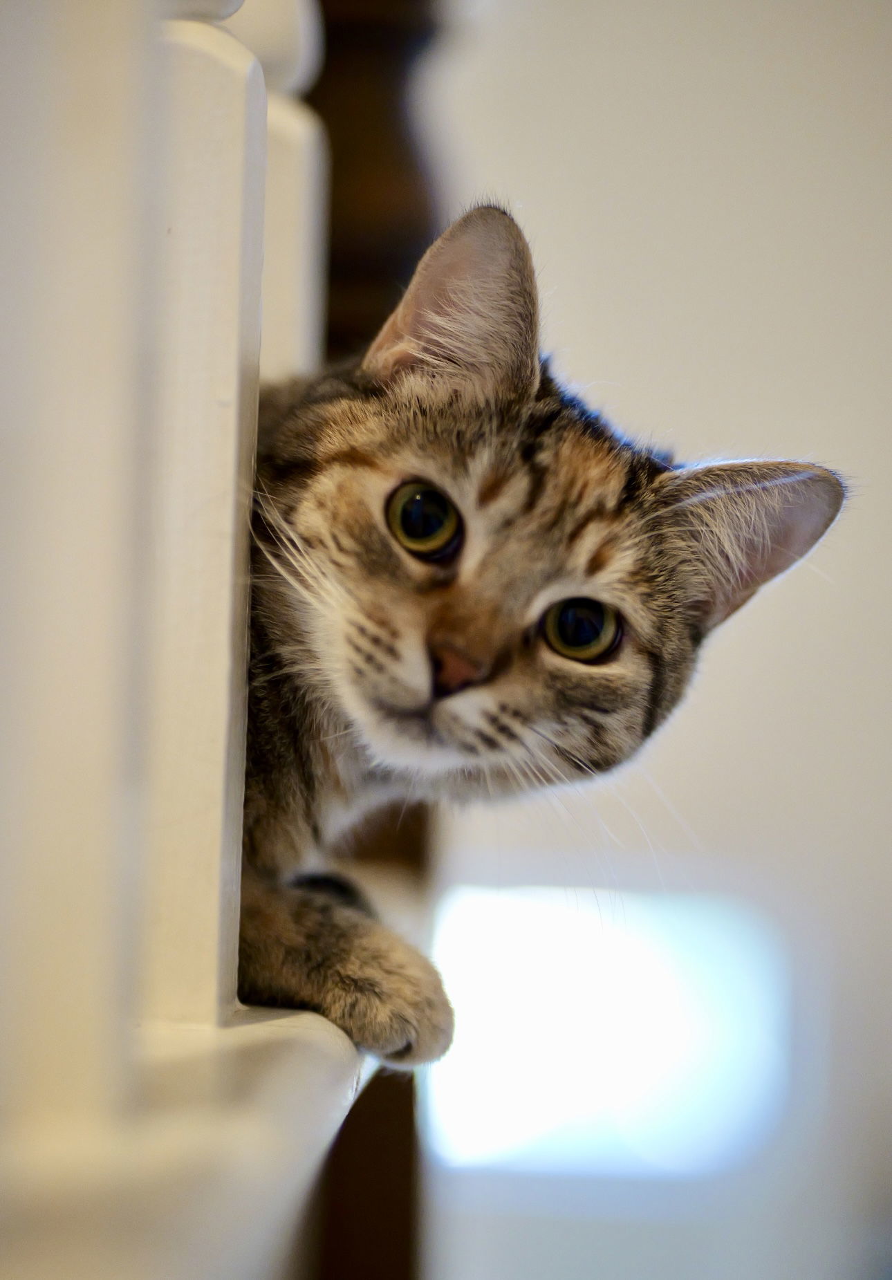 Pepita, an adoptable Domestic Short Hair in Camden, SC, 29021 | Photo Image 3