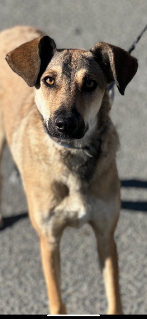 Rosa, an adoptable Carolina Dog in Brookings, OR, 97415 | Photo Image 1