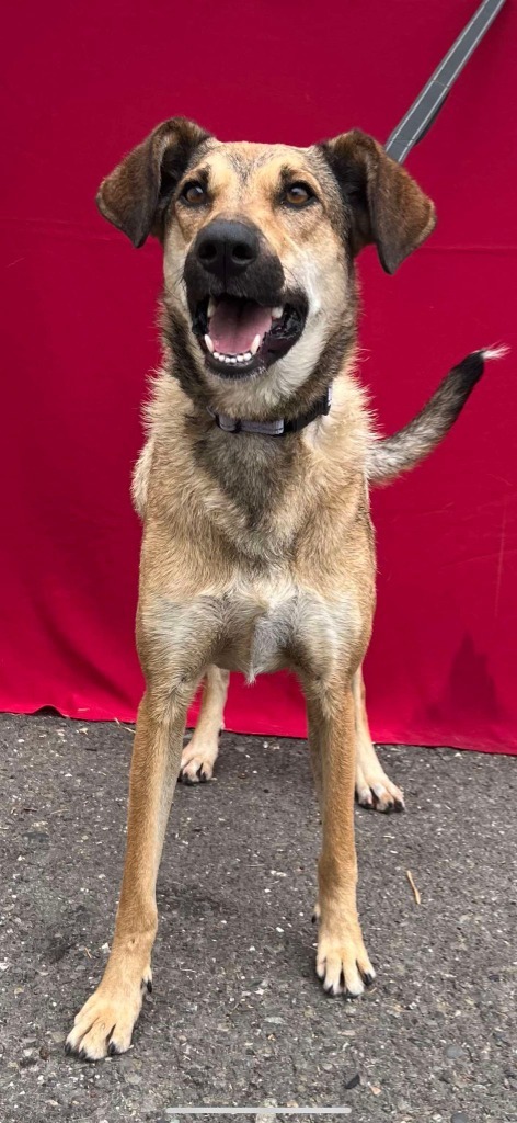 Rosa, an adoptable Carolina Dog in Brookings, OR, 97415 | Photo Image 1