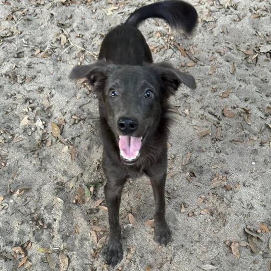 Weimaraner x border hot sale collie