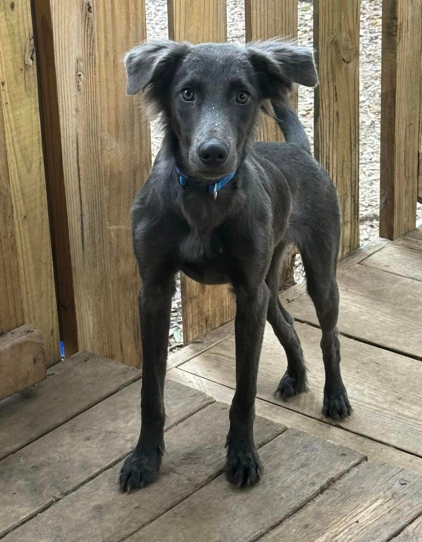 Weimaraner x border store collie