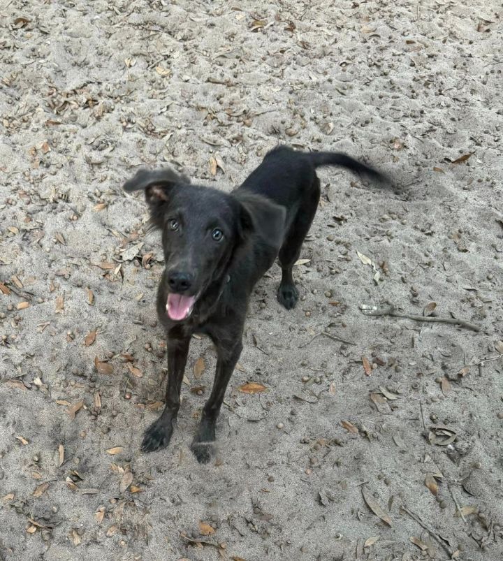 Weimaraner store border collie