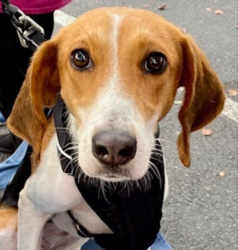 Dolly *Adoption Pending*, an adoptable Foxhound in Fairfax, VA, 22038 | Photo Image 1