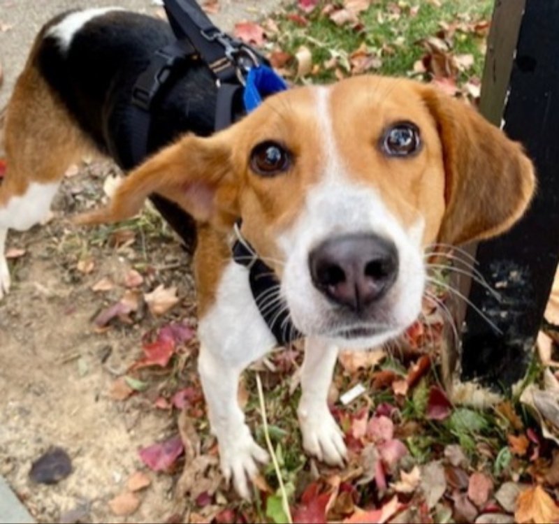 Dolly *Adoption Pending*, an adoptable Foxhound in Fairfax, VA, 22038 | Photo Image 2
