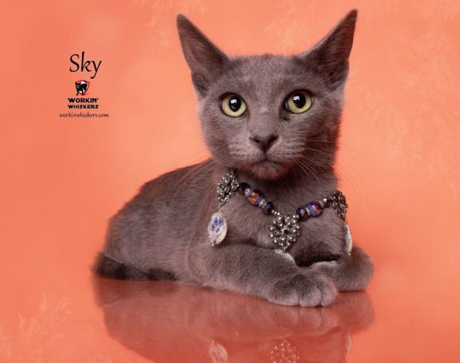 SKY